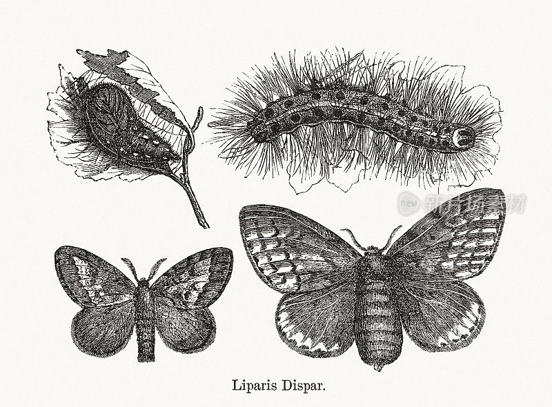 舞毒蛾(Lymantria dispar dispar)，木版，出版于1893年